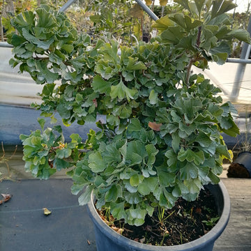 Ginkgo biloba "Mariken"